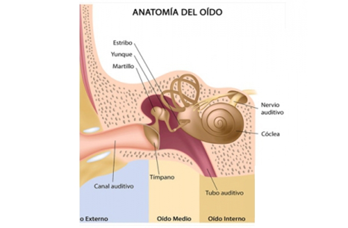 Cuáles son las partes del oido? I Anatomía y funciones - Dr. Mompó